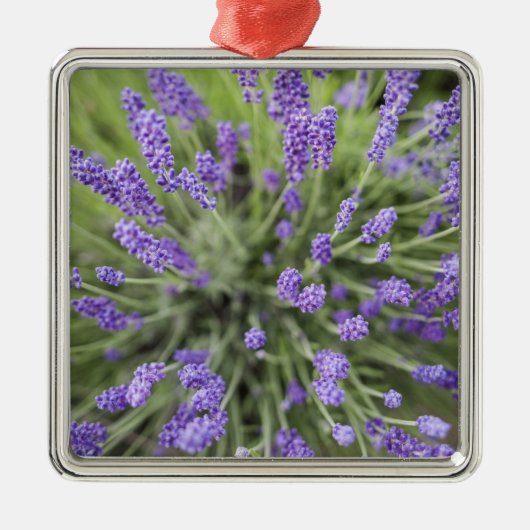 Lavendelplanten Metalen Ornament (Voorkant)