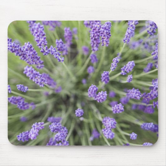 Lavendelplanten Muismat (Voorkant)