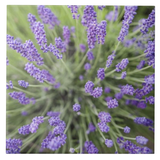Lavendelplanten Tegeltje (Voorkant)