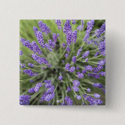 Lavendelplanten Vierkante Button 5,1 Cm (Voorkant)