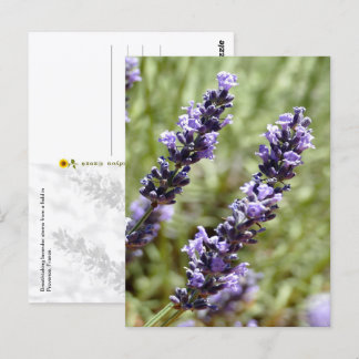 Lavendelstengels, Provence, Frankrijk -  Briefkaart