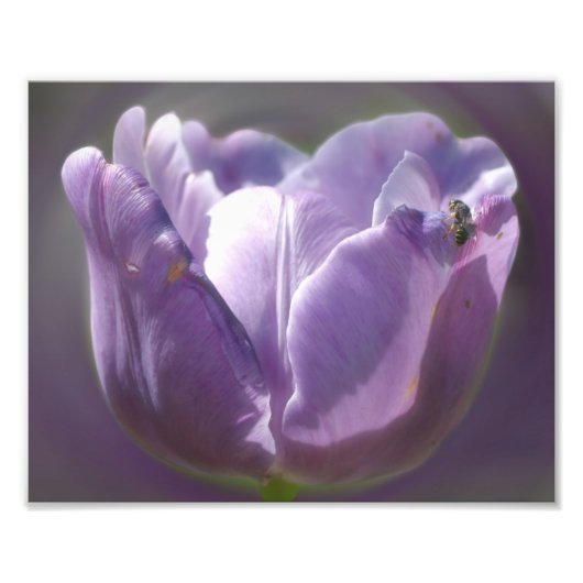 Lavendeltulp met kleine bijen 8x10 foto afdruk (Voorkant)