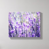 Lavendelveld Bloemen Canvas Afdruk (Voorkant)