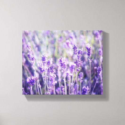 Lavendelveld Bloemen Canvas Afdruk (Voorkant)