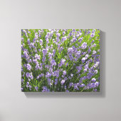 Lavendelveld Canvas Afdruk (Voorkant)