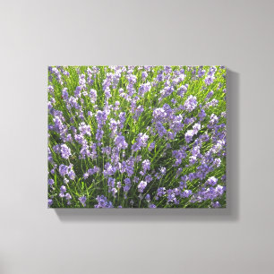 Lavendelveld Canvas Afdruk