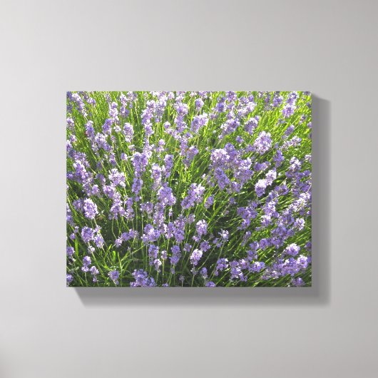 Lavendelveld Canvas Afdruk (Voorkant)