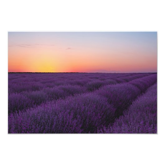 Lavendelveld Foto Afdruk (Voorkant)
