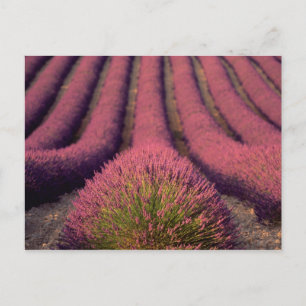 Lavendelveld in Haute Provence, Frankrijk 2 Briefkaart