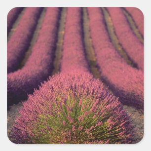 Lavendelveld in Haute Provence, Frankrijk 2 Vierkante Sticker