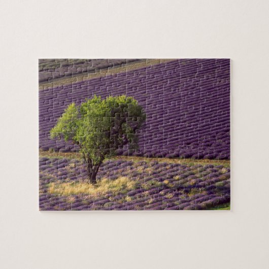 Lavendelveld in Haute Provence, Frankrijk Legpuzzel (Horizontaal)