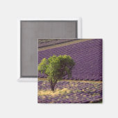Lavendelveld in Haute Provence, Frankrijk Magneet (Voorkant / Achterkant)