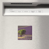 Lavendelveld in Haute Provence, Frankrijk Magneet (Insitu (Vaatwasser))