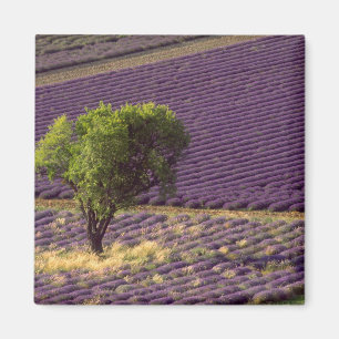 Lavendelveld in Haute Provence, Frankrijk Magneet