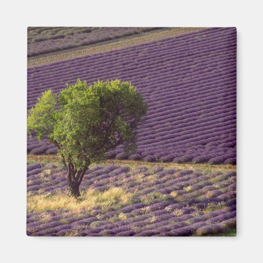 Lavendelveld in Haute Provence, Frankrijk Magneet (Voorkant)