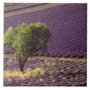 Lavendelveld in Haute Provence, Frankrijk Tegeltje