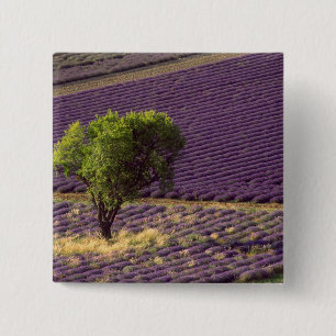 Lavendelveld in Haute Provence, Frankrijk Vierkante Button 5,1 Cm