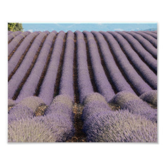 Lavendelveld in Provence Foto Afdruk