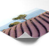 Lavendelveld in Provence Poster (Hoek)