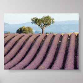 Lavendelveld in Provence Poster