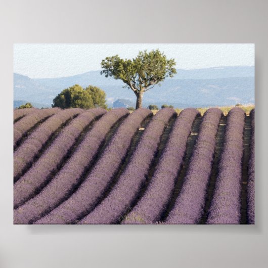 Lavendelveld in Provence Poster (Voorkant)