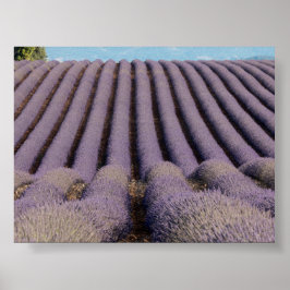 Lavendelveld in Provence Poster