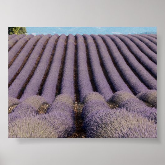 Lavendelveld in Provence Poster (Voorkant)