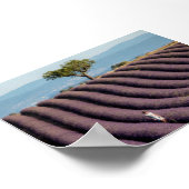 Lavendelveld in Provence Poster (Hoek)