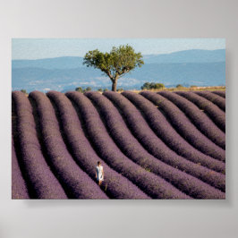 Lavendelveld in Provence Poster