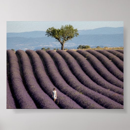 Lavendelveld in Provence Poster (Voorkant)