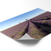 Lavendelveld in Provence Poster (Hoek)