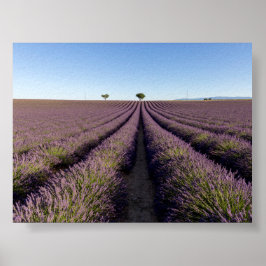 Lavendelveld in Provence Poster