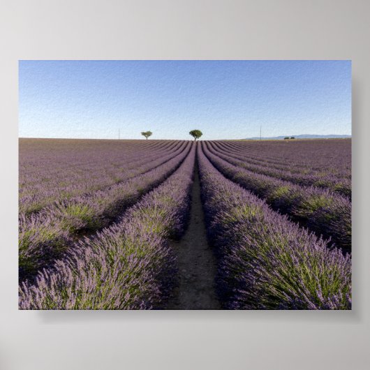 Lavendelveld in Provence Poster (Voorkant)