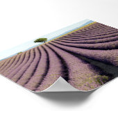 Lavendelveld in Provence Poster (Hoek)
