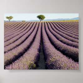 Lavendelveld in Provence Poster