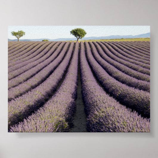 Lavendelveld in Provence Poster (Voorkant)