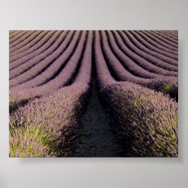 Lavendelveld in Provence Poster