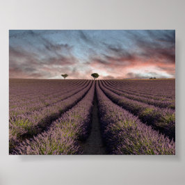 Lavendelveld in Provence Poster
