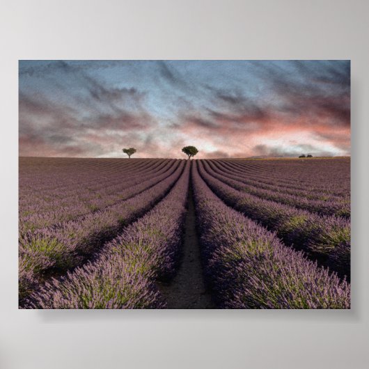 Lavendelveld in Provence Poster (Voorkant)