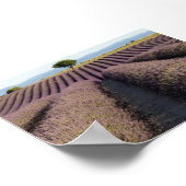 Lavendelveld in Provence Poster (Hoek)