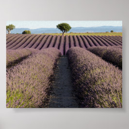 Lavendelveld in Provence Poster