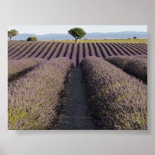 Lavendelveld in Provence Poster (Voorkant)