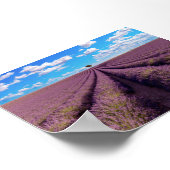 Lavendelveld in Provence Poster (Hoek)