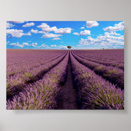 Lavendelveld in Provence Poster