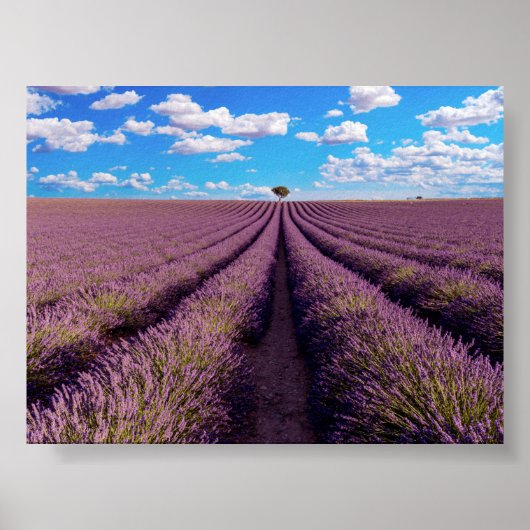 Lavendelveld in Provence Poster (Voorkant)