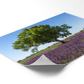 Lavendelveld in Provence Poster (Hoek)
