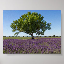 Lavendelveld in Provence Poster