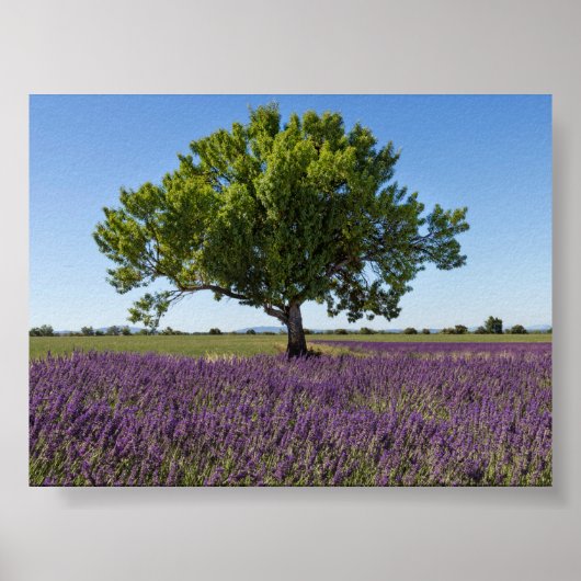 Lavendelveld in Provence Poster (Voorkant)