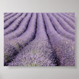 Lavendelveld in Provence Poster