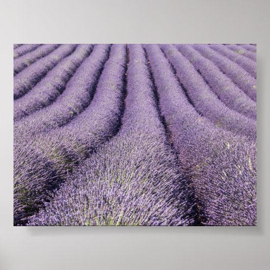 Lavendelveld in Provence Poster (Voorkant)